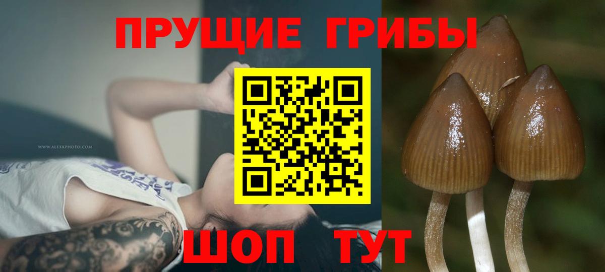 Галлюциногенные грибы прущие грибы  Вход с VPN  Бузулук 